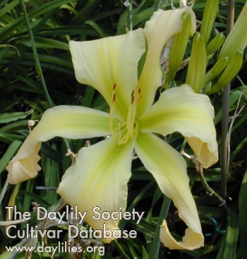 Daylily Queen Kathleen